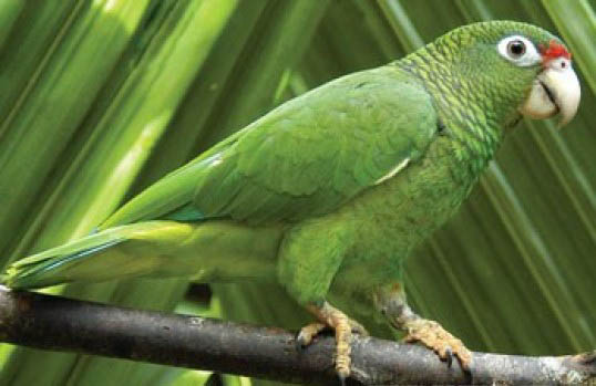 Amazona vittata